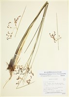 藏品(北歐燈心草)的圖片